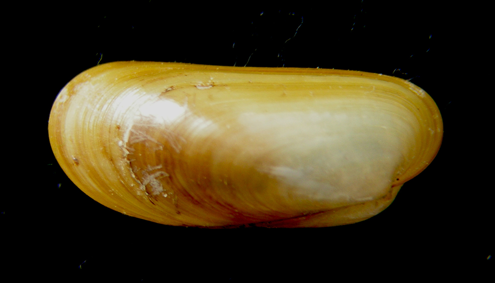 idasola simpsoni